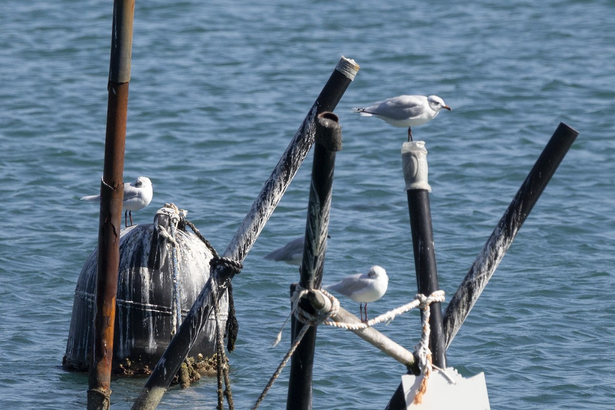 Mediterranean Gull - Steven Dammer