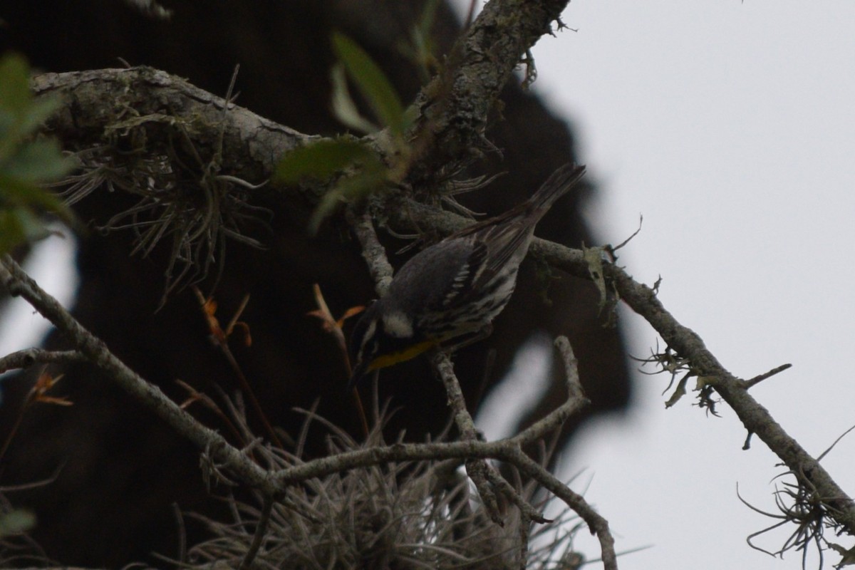 Yellow-throated Warbler - ML619256392