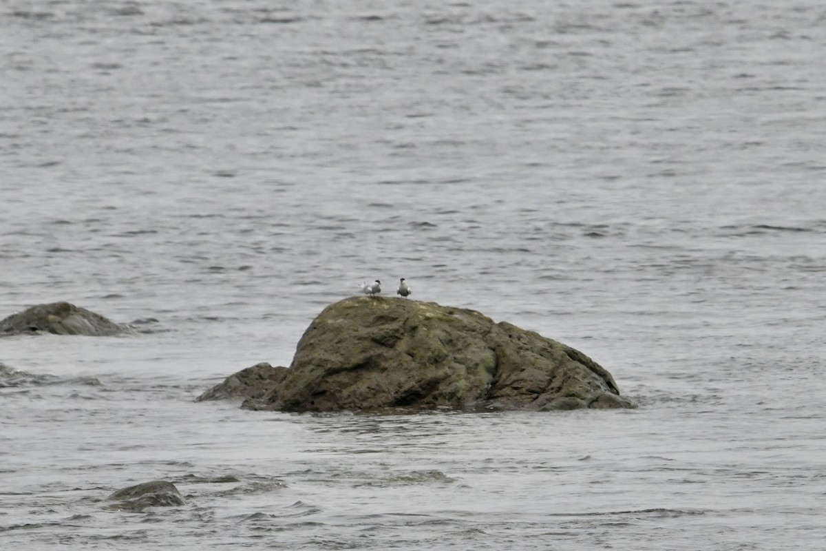 Common Tern - Pierre Normand