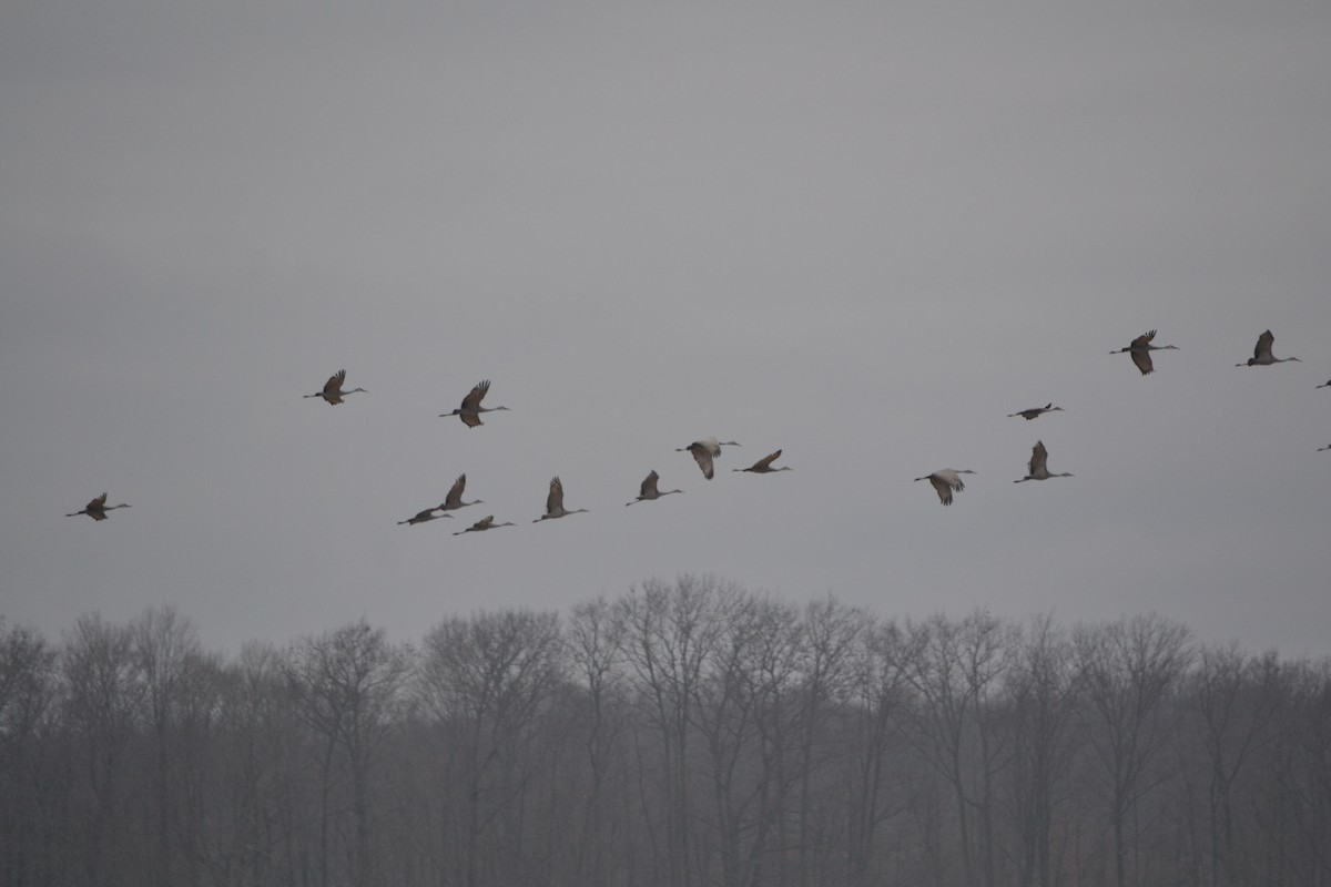 Sandhill Crane - ML619256401