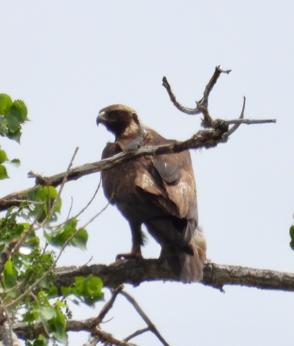 Golden Eagle - Joan Grant