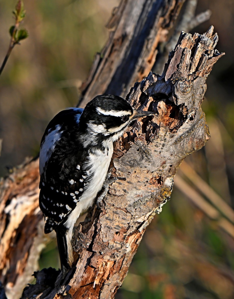 Hairy Woodpecker - ML619256413