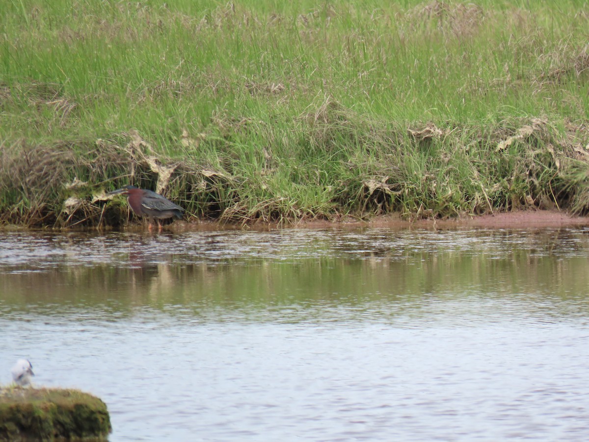 Green Heron - John Gaglione