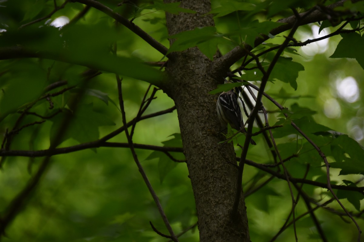 Black-and-white Warbler - Claire He