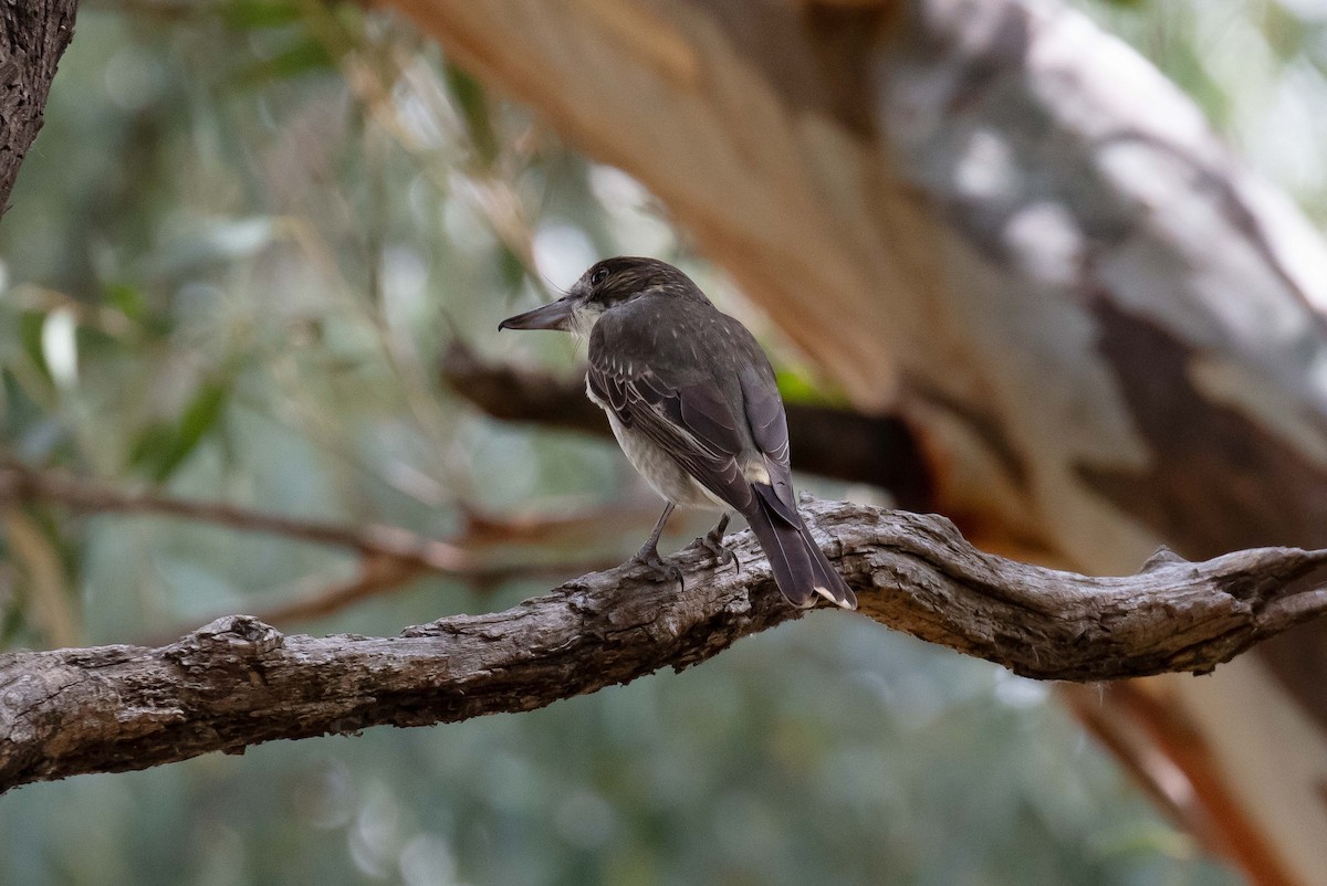 Gray Butcherbird - Hickson Fergusson