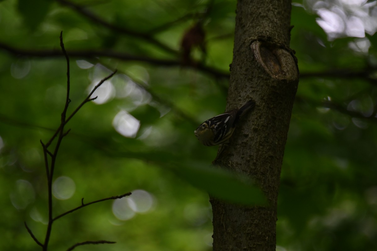 Black-and-white Warbler - Claire He