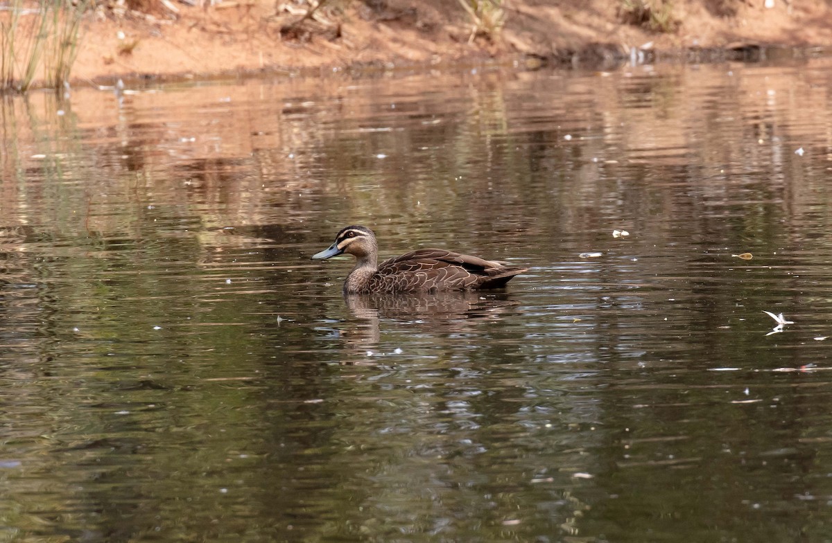 Pacific Black Duck - Hickson Fergusson