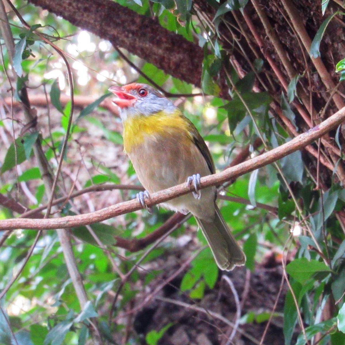 Rufous-browed Peppershrike - AndreLu AndreaVergara