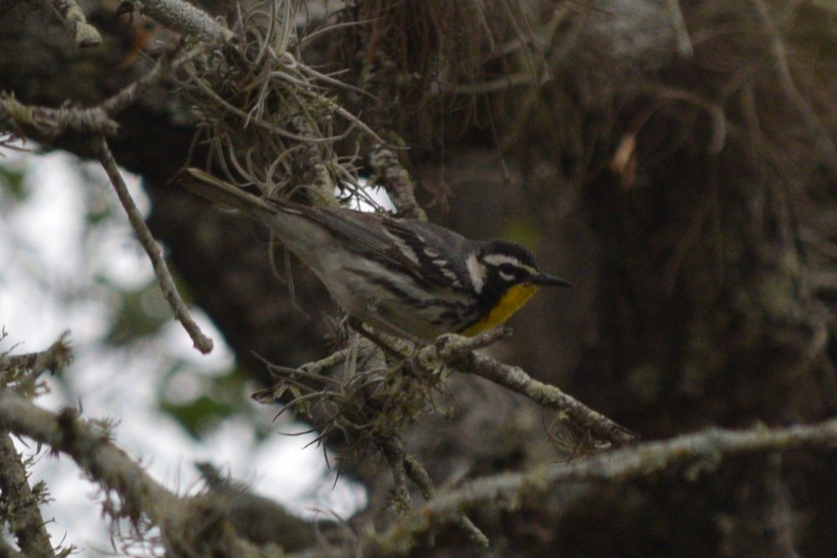 Yellow-throated Warbler - ML619256457