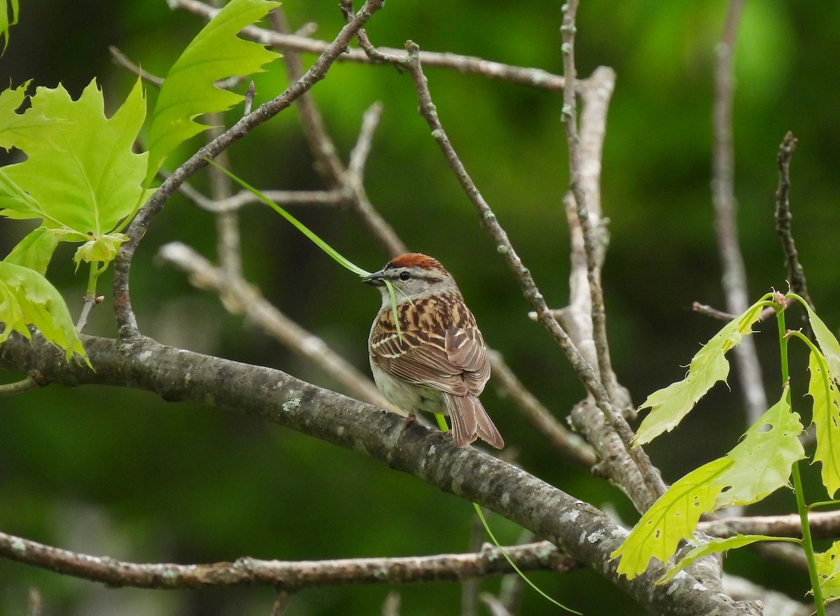 Chipping Sparrow - Cristina Hartshorn