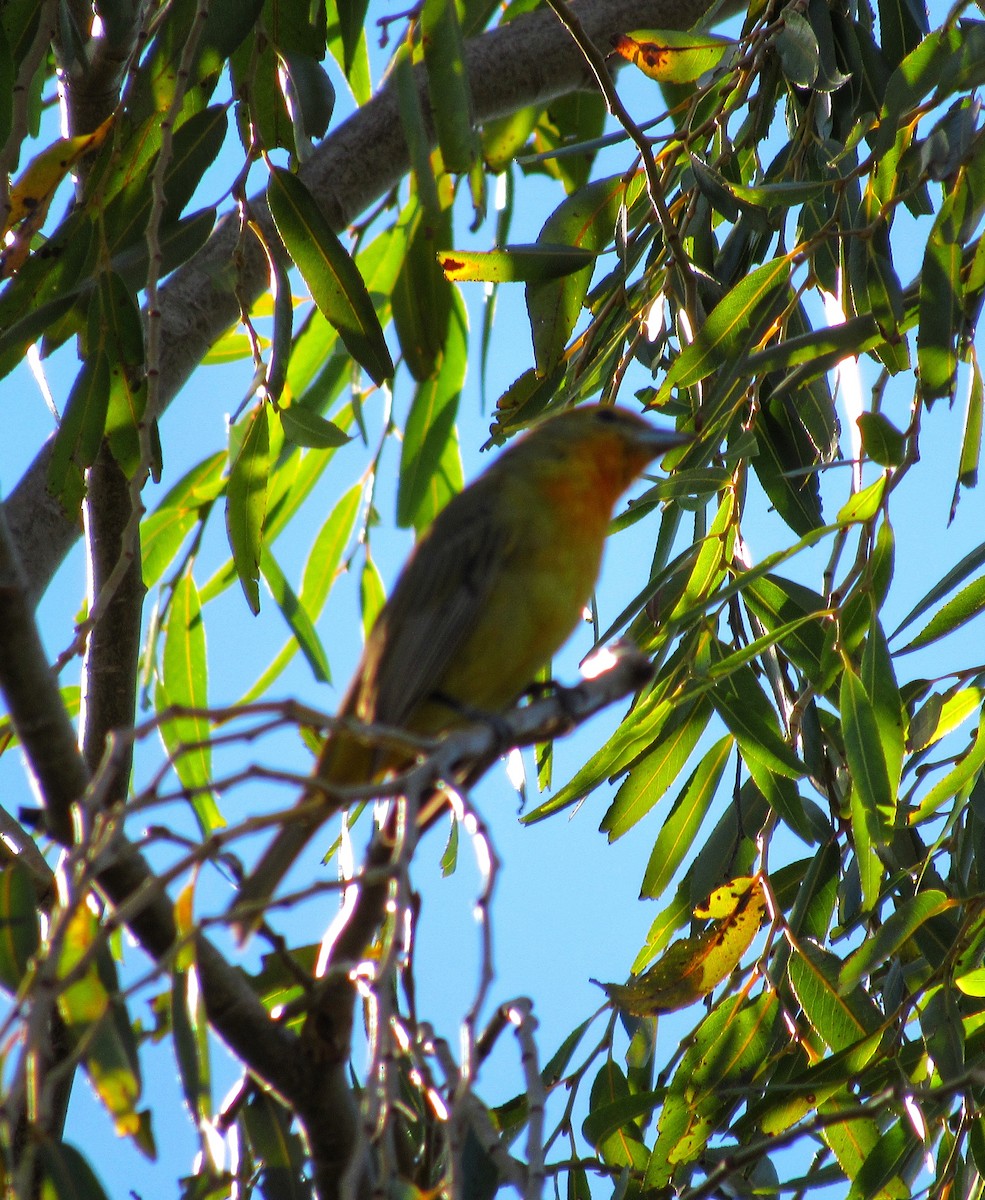 Hepatic Tanager - AndreLu AndreaVergara