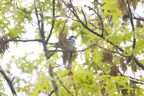 Cerulean Warbler - Aidan Mutschler