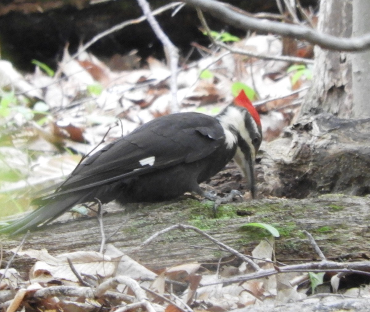 Pileated Woodpecker - Laura Markley