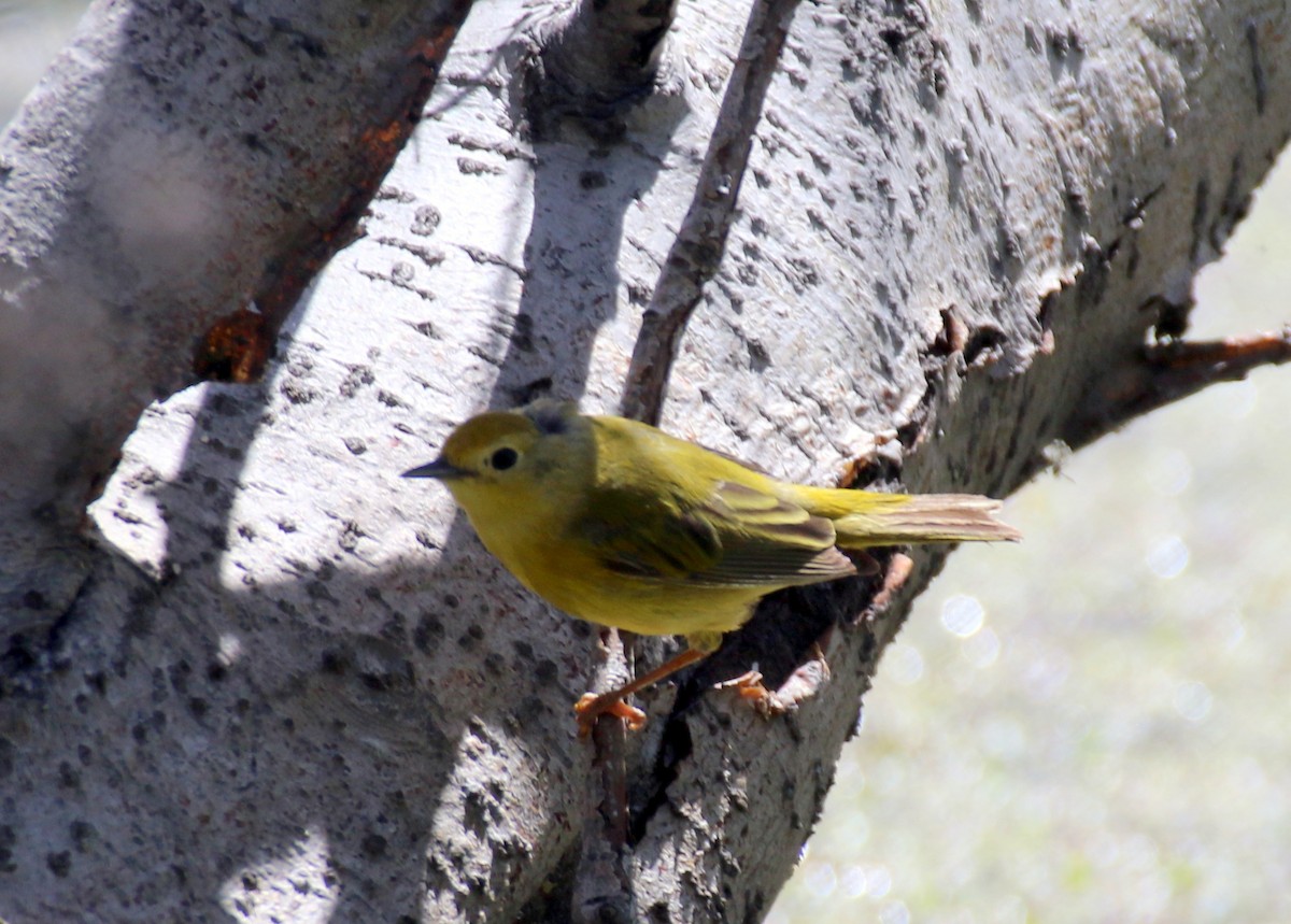 Paruline jaune - ML619256490