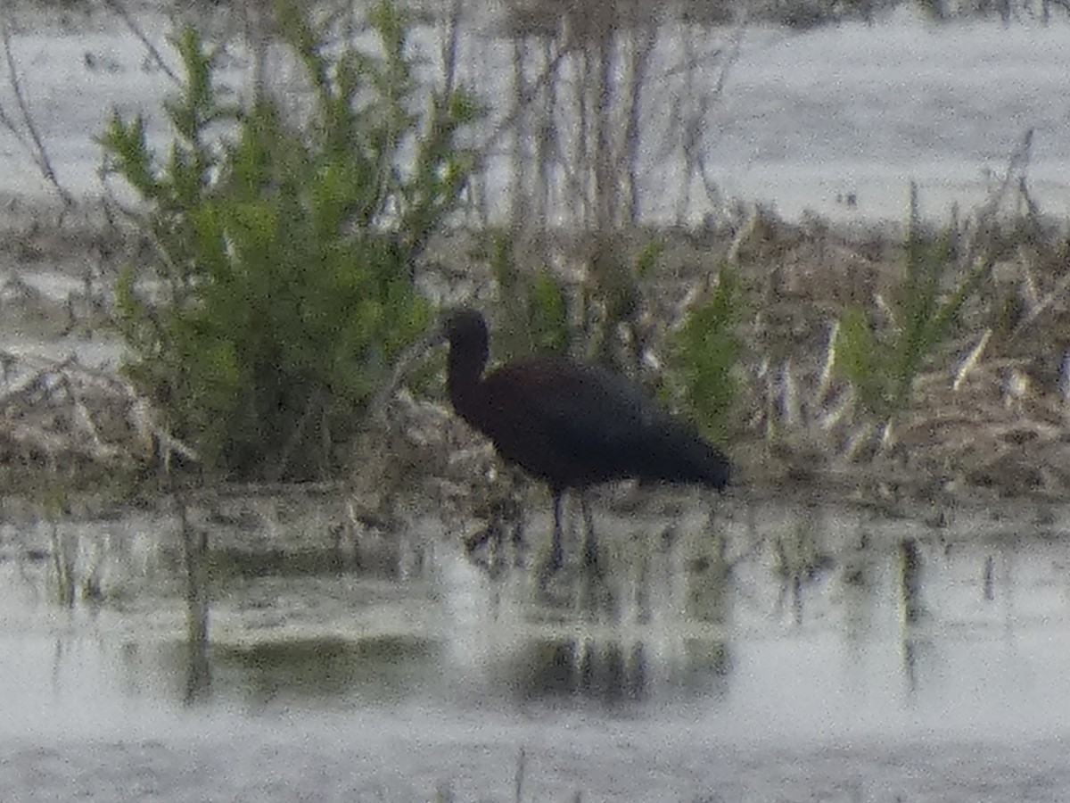 Glossy Ibis - ML619256491