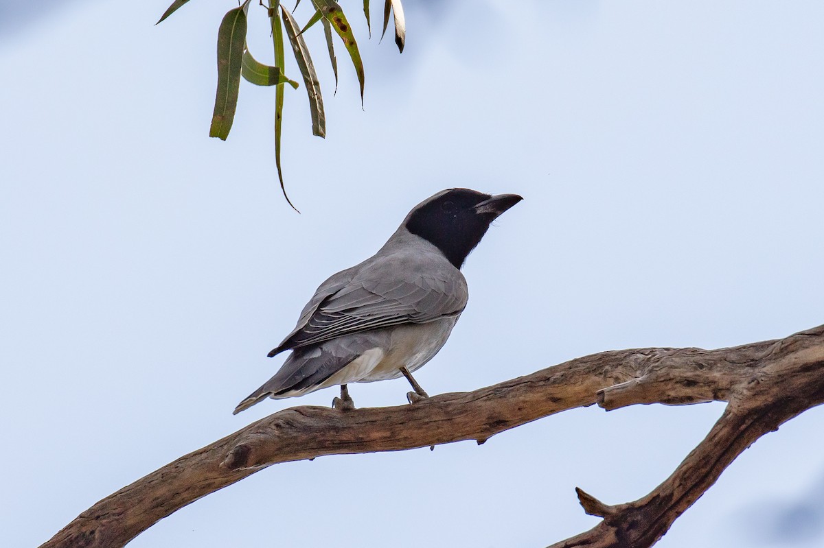 Black-faced Cuckooshrike - Hickson Fergusson