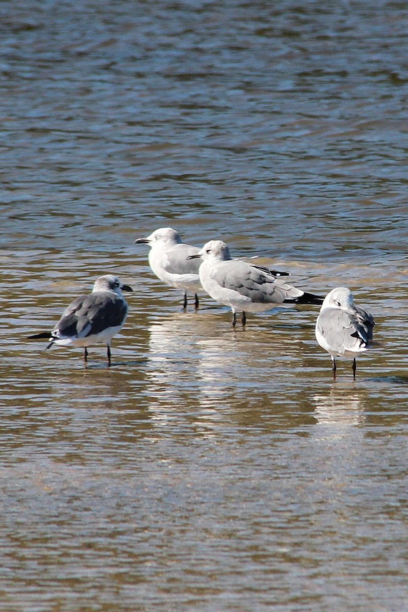 Laughing Gull - Kerri Kipp