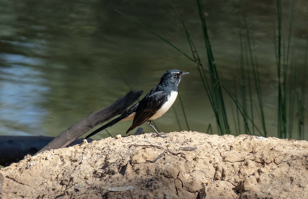 Willie-wagtail - Hickson Fergusson