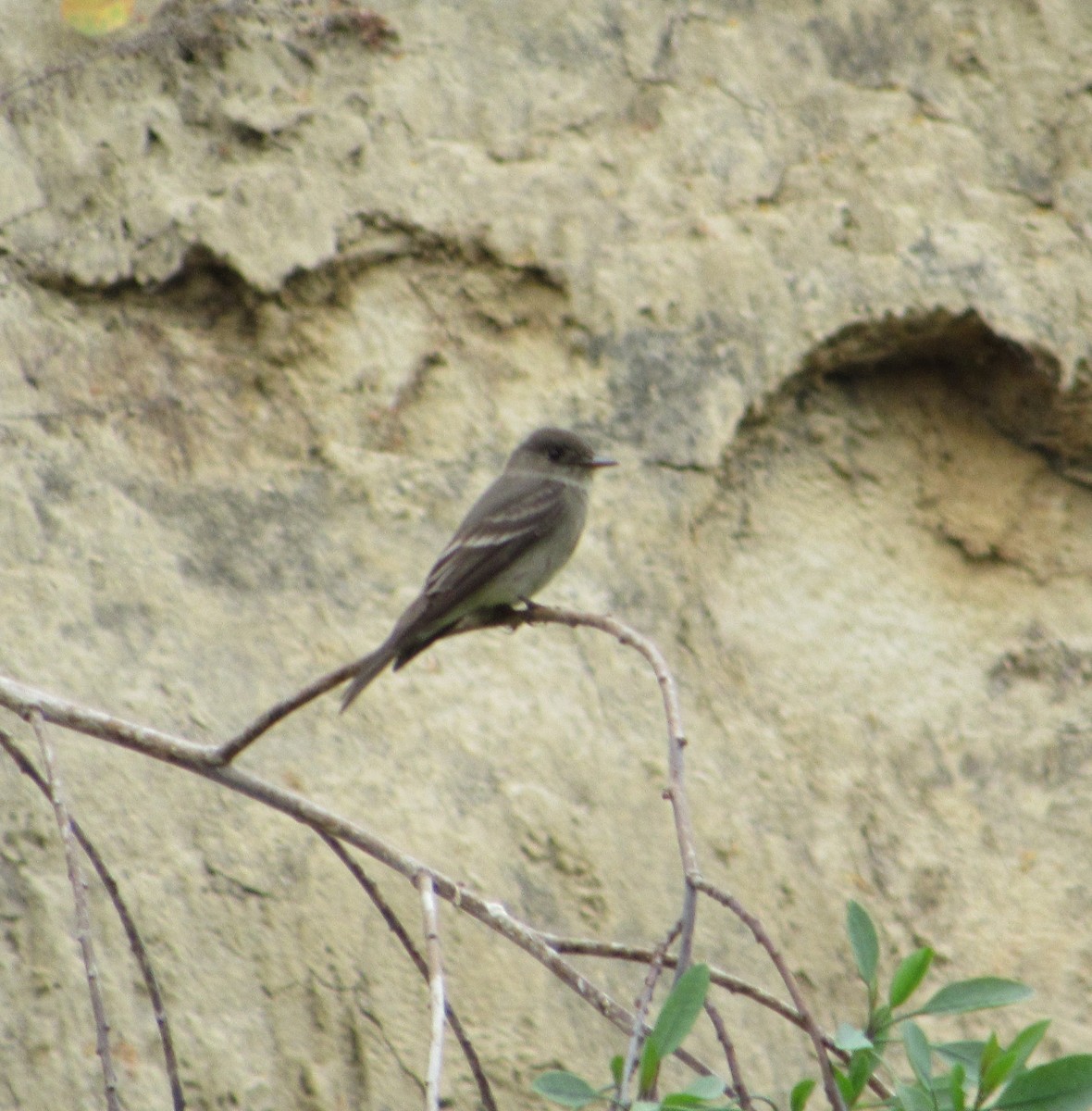 Western Wood-Pewee - crdf bird