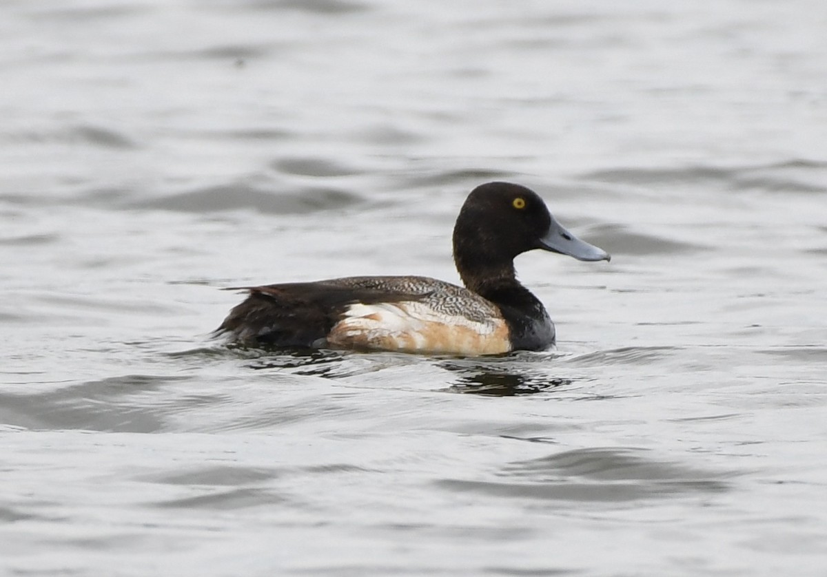 Lesser Scaup - ML619256585