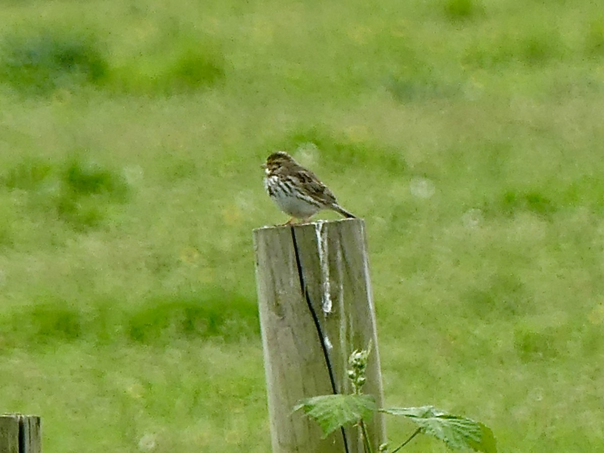 Savannah Sparrow - ML619256586