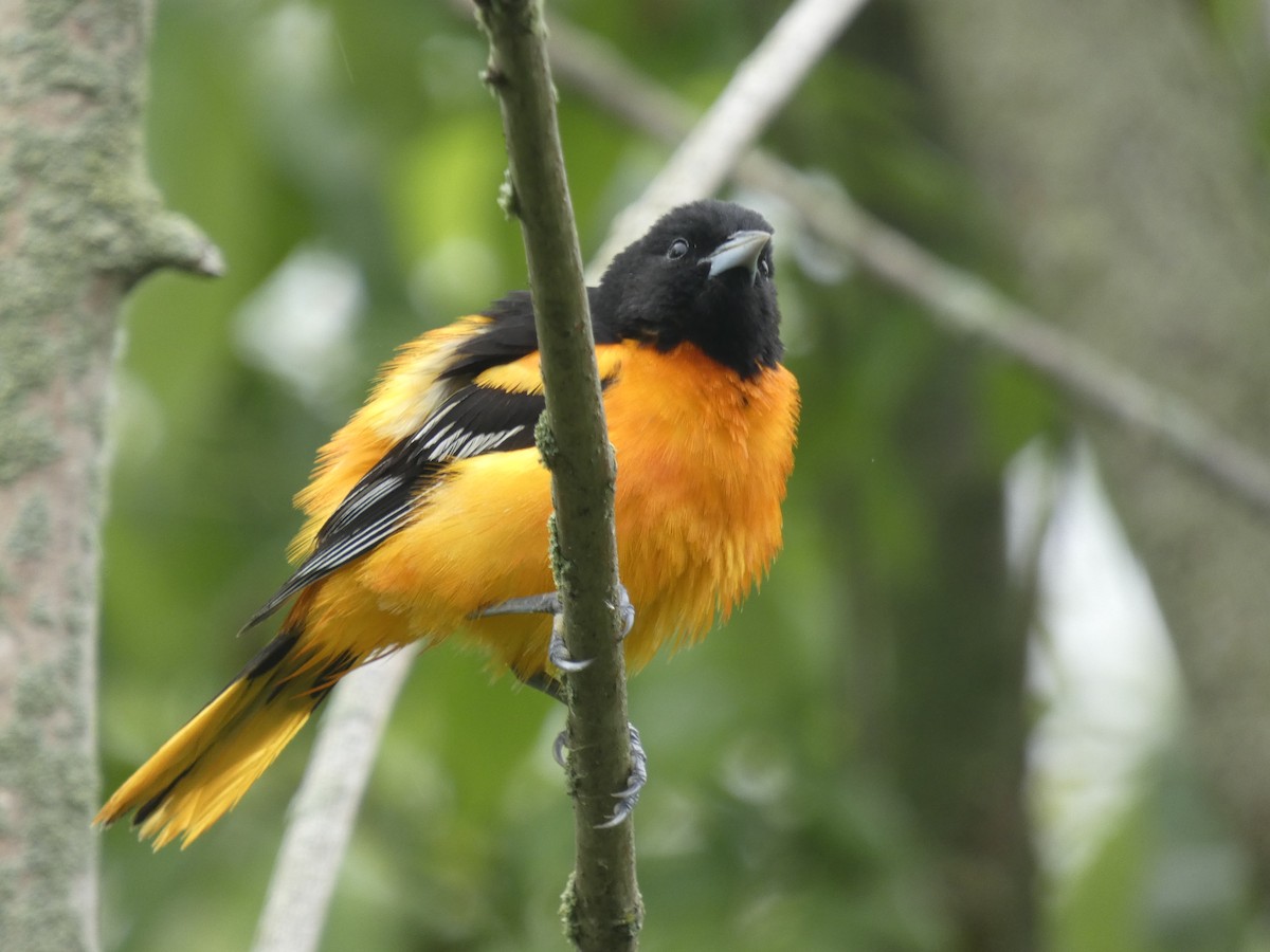 Baltimore Oriole - ML619256587