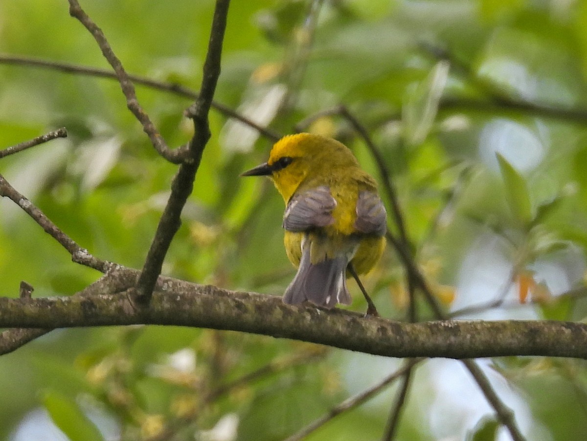 Blue-winged Warbler - Chase Masters