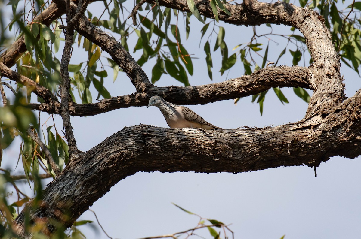 Peaceful Dove - ML619256589