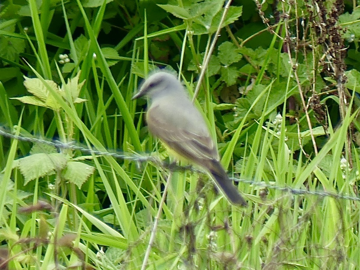 Western Kingbird - Philip Dickinson