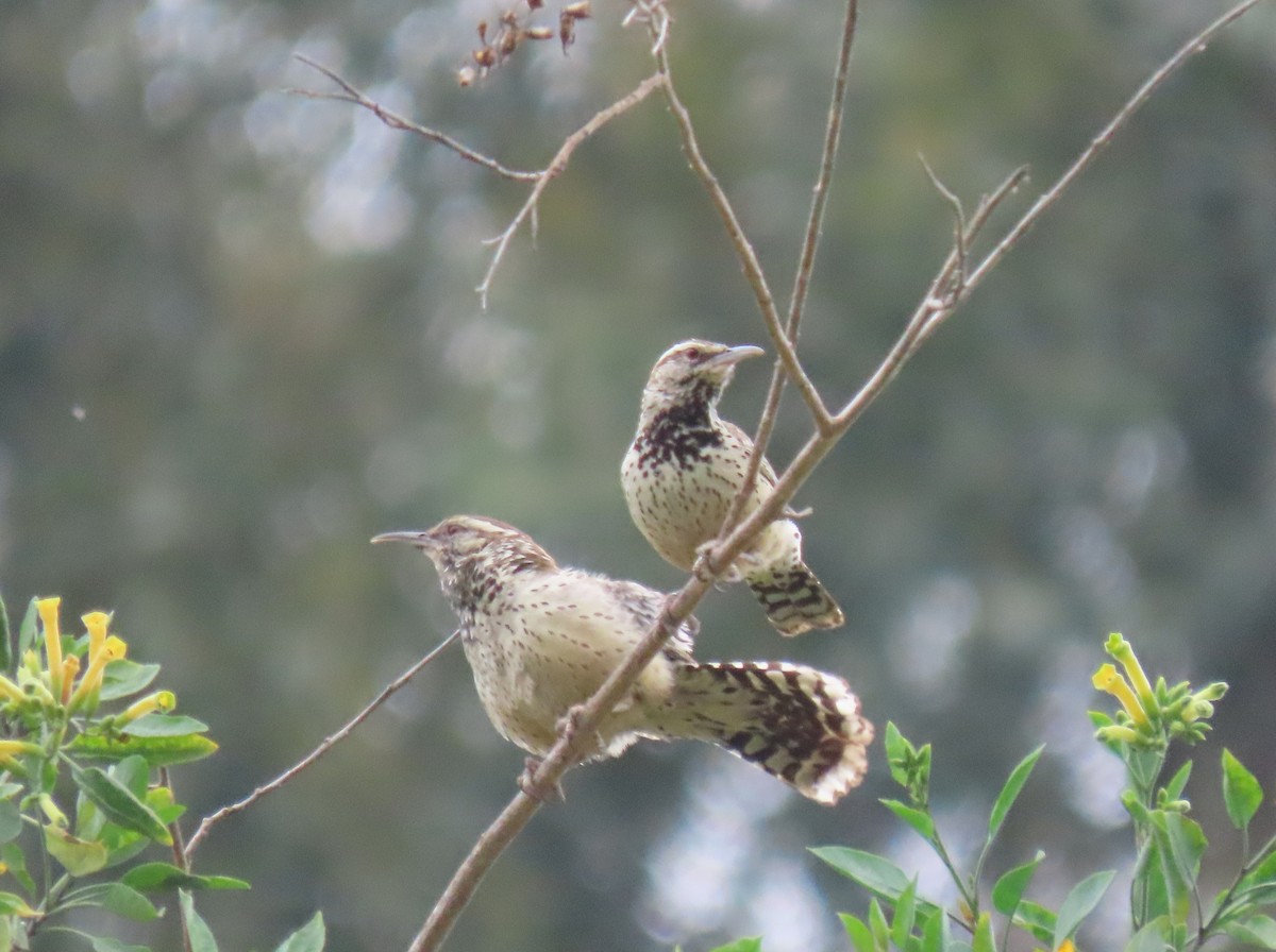 Cactus Wren - Donna Bray