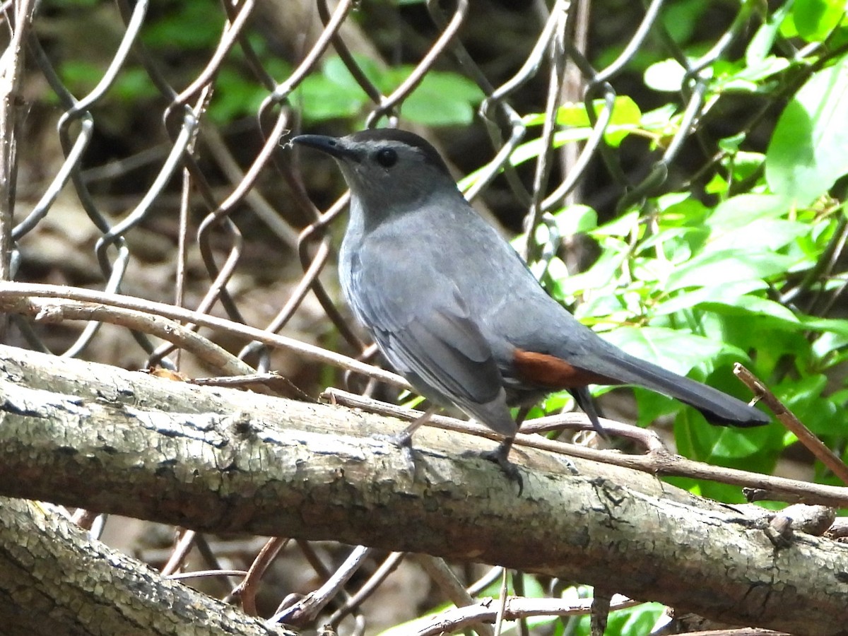 Gray Catbird - christine carrier