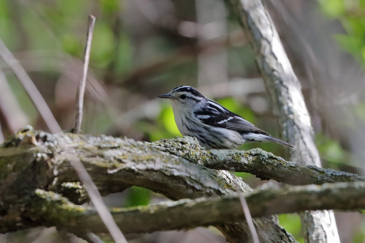 Black-and-white Warbler - J. Marty Paige