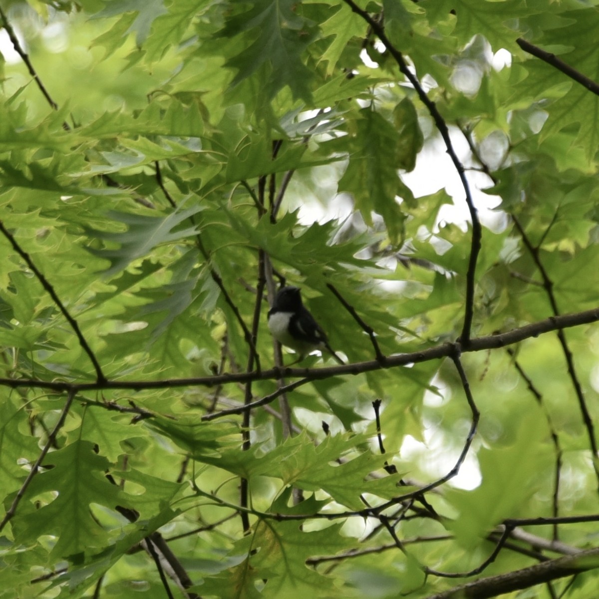 Black-throated Blue Warbler - ML619256631