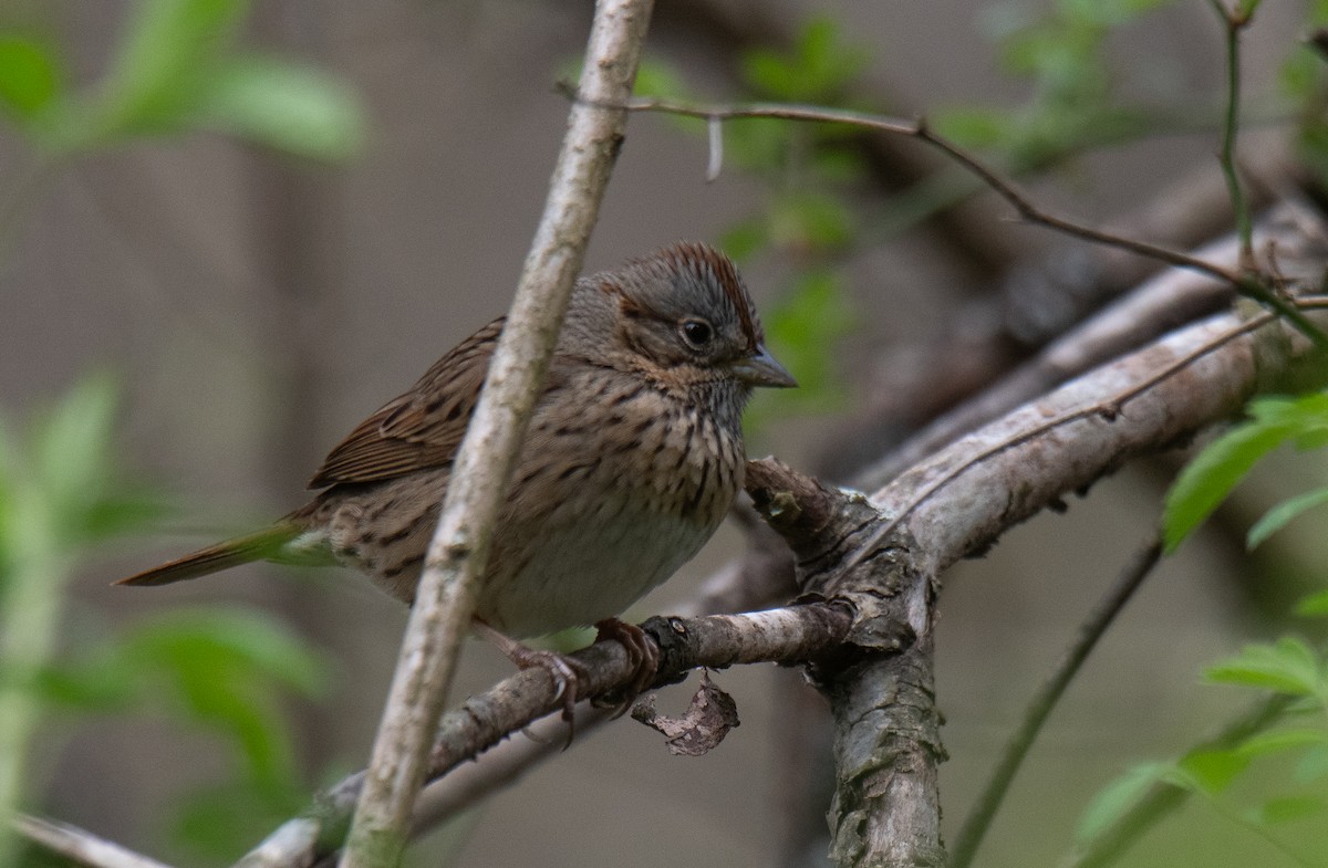 Lincoln's Sparrow - ML619256650