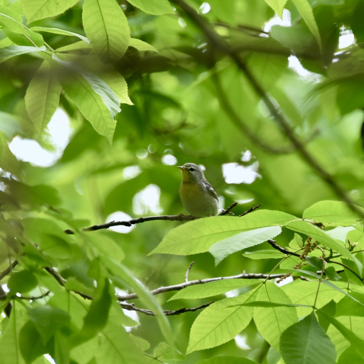 Northern Parula - ML619256651