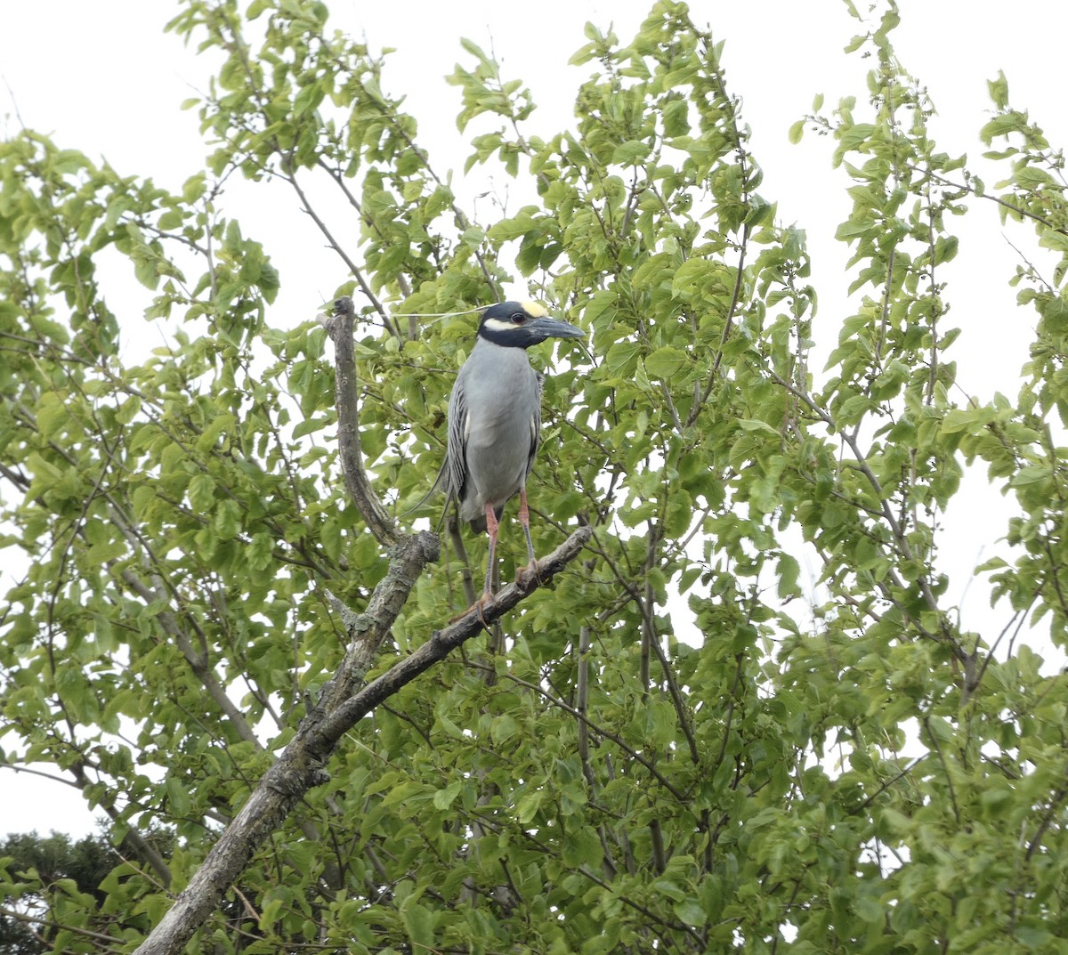 Yellow-crowned Night Heron - Derek Dunnett