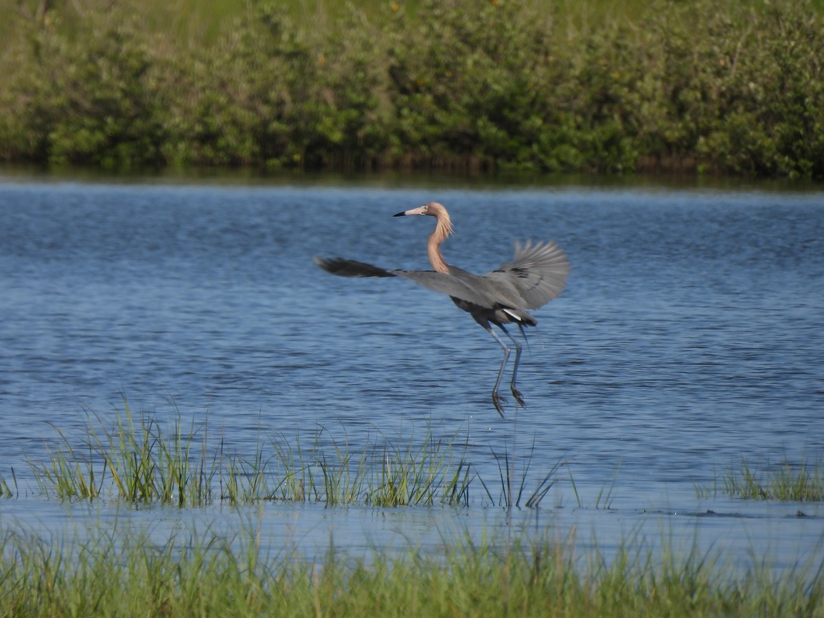 Reddish Egret - ML619256667