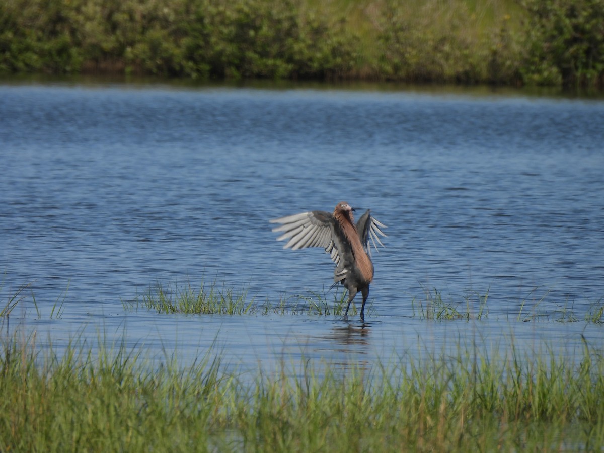 Reddish Egret - ML619256678