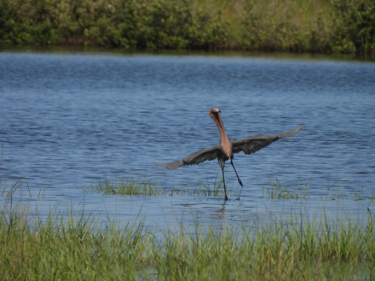 Reddish Egret - ML619256679