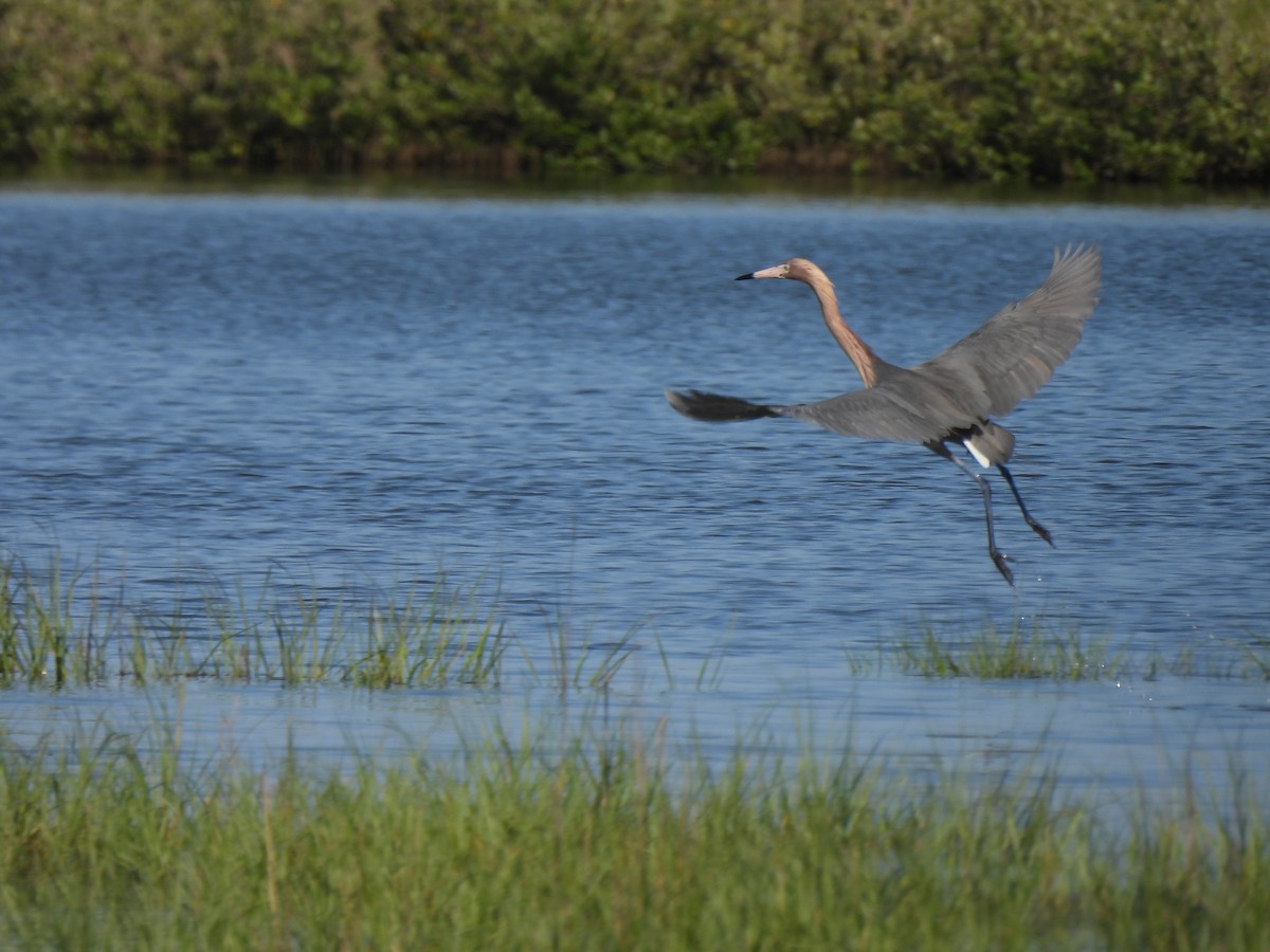 Reddish Egret - ML619256681