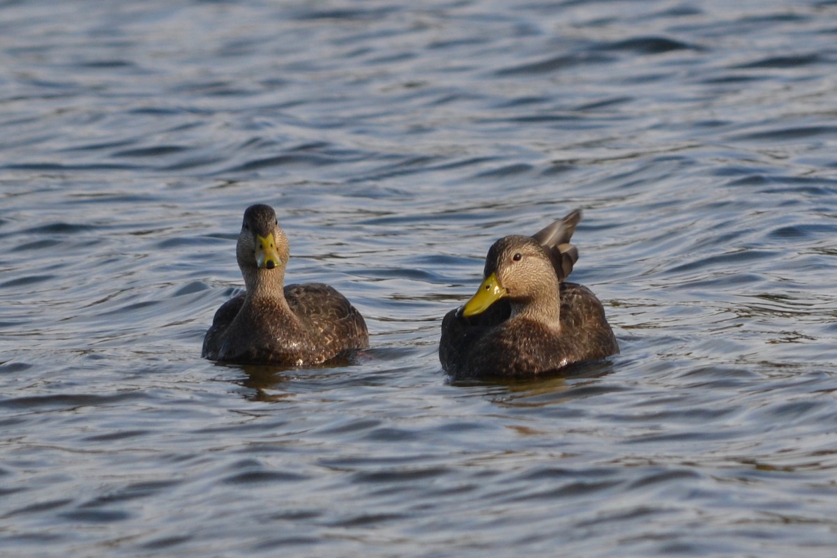 American Black Duck - ML619256682