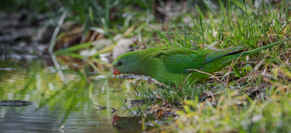 Superb Parrot - Ben Milbourne