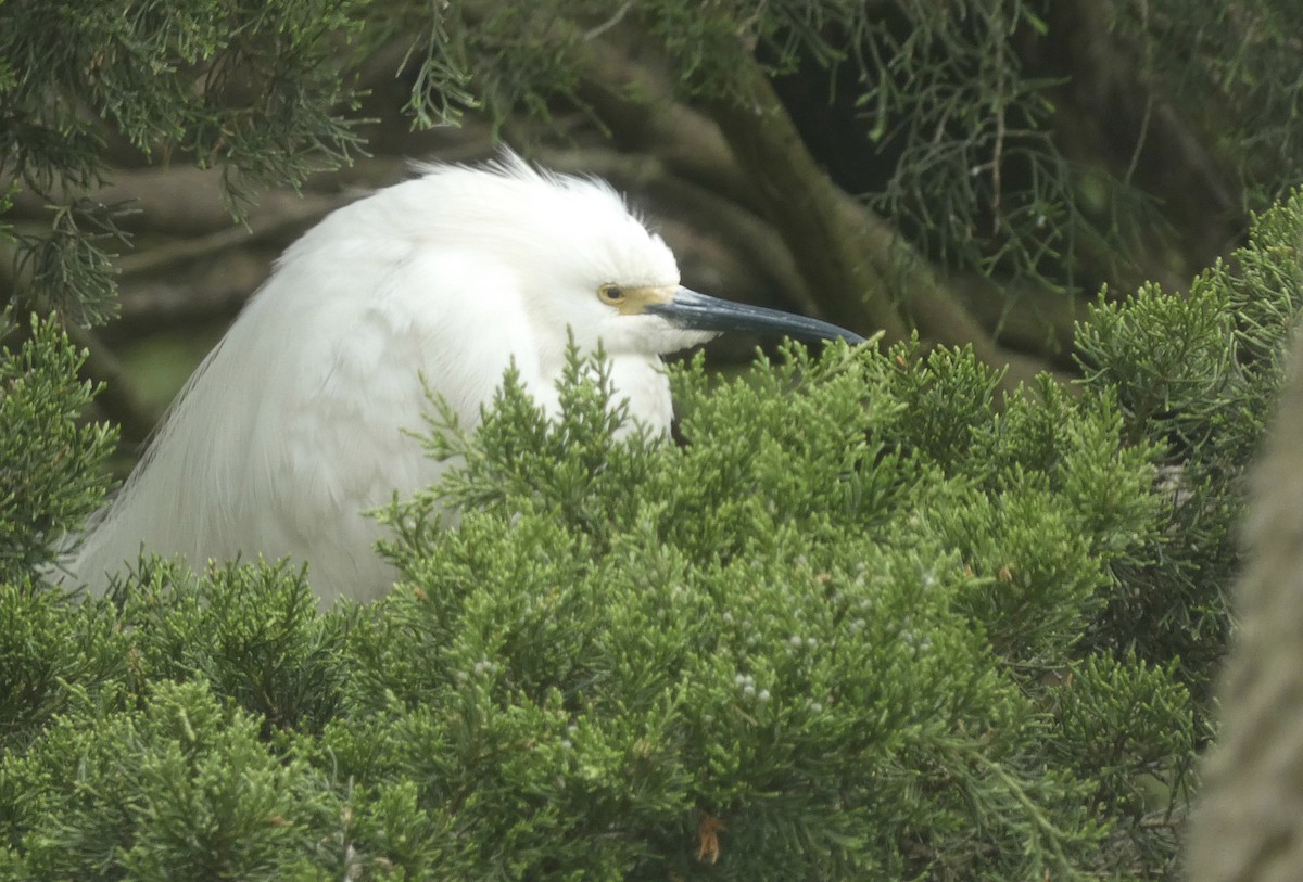 Snowy Egret - Derek Dunnett