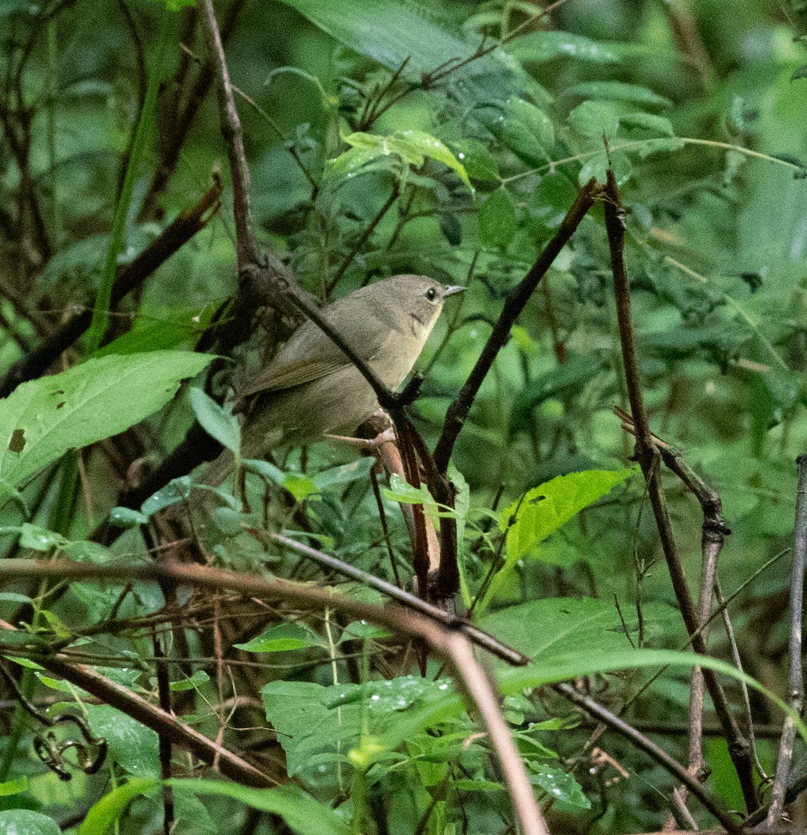 Common Yellowthroat - Kirk Gardner