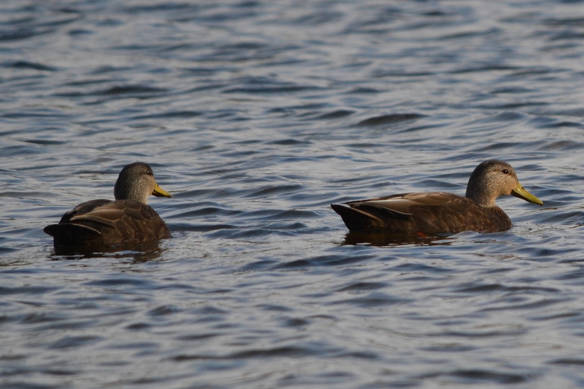 American Black Duck - Sarah Bonnett