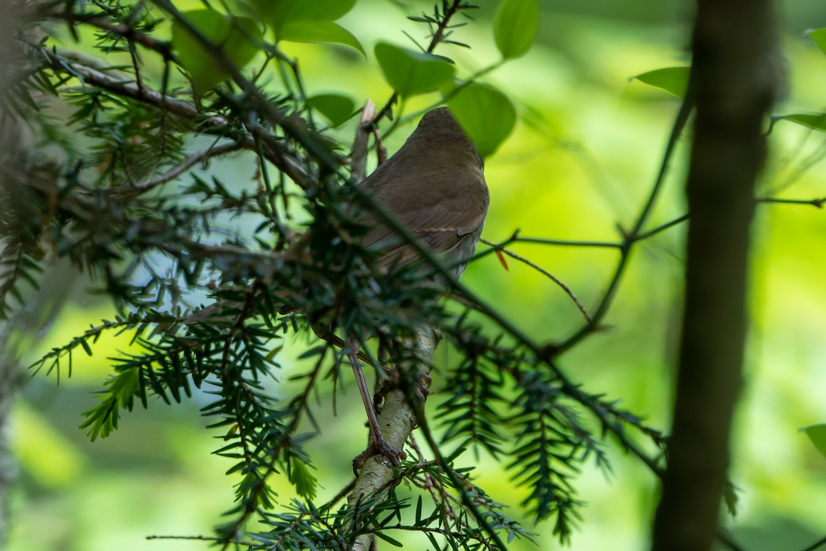 Bicknell's Thrush - ML619256730