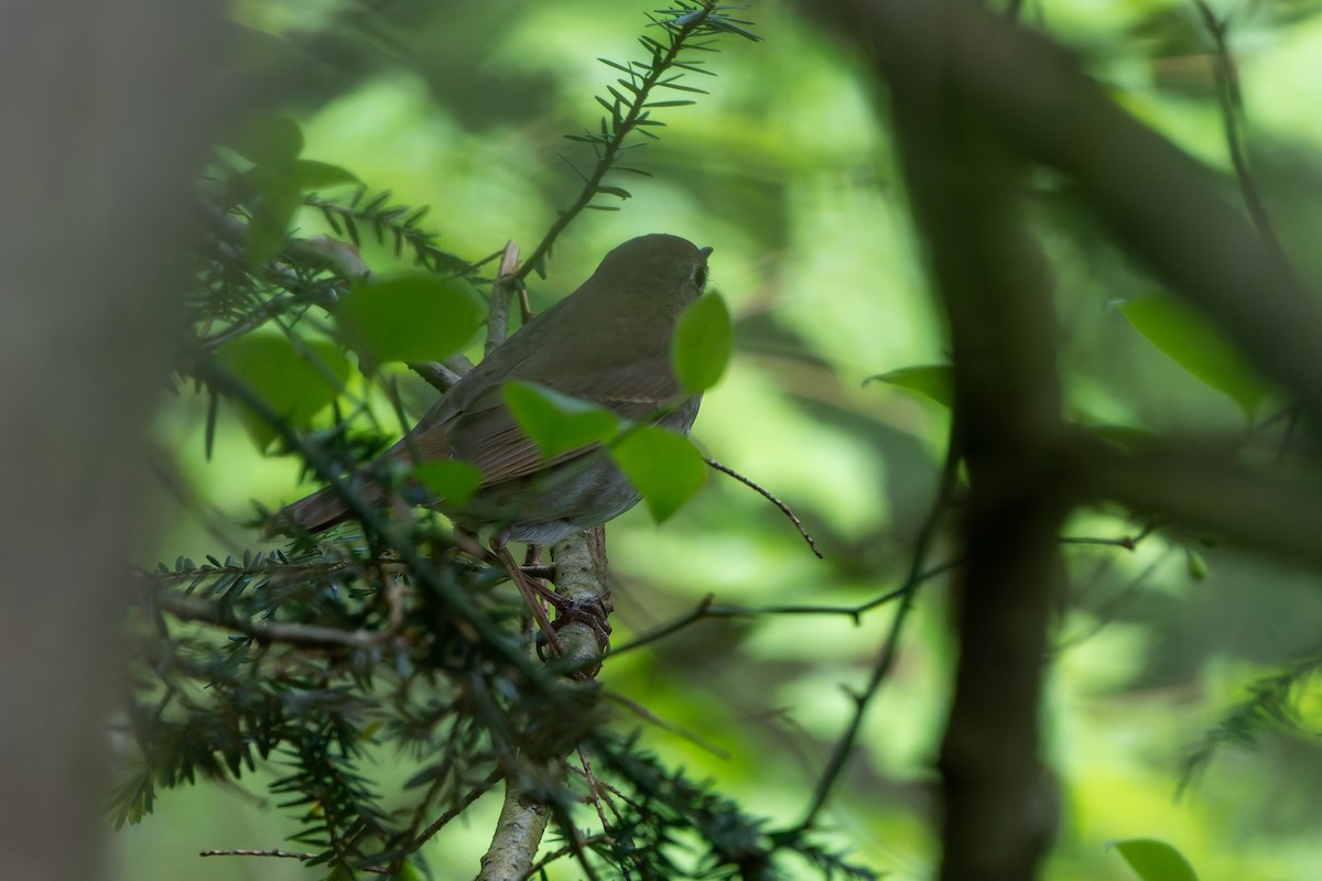 Bicknell's Thrush - ML619256732