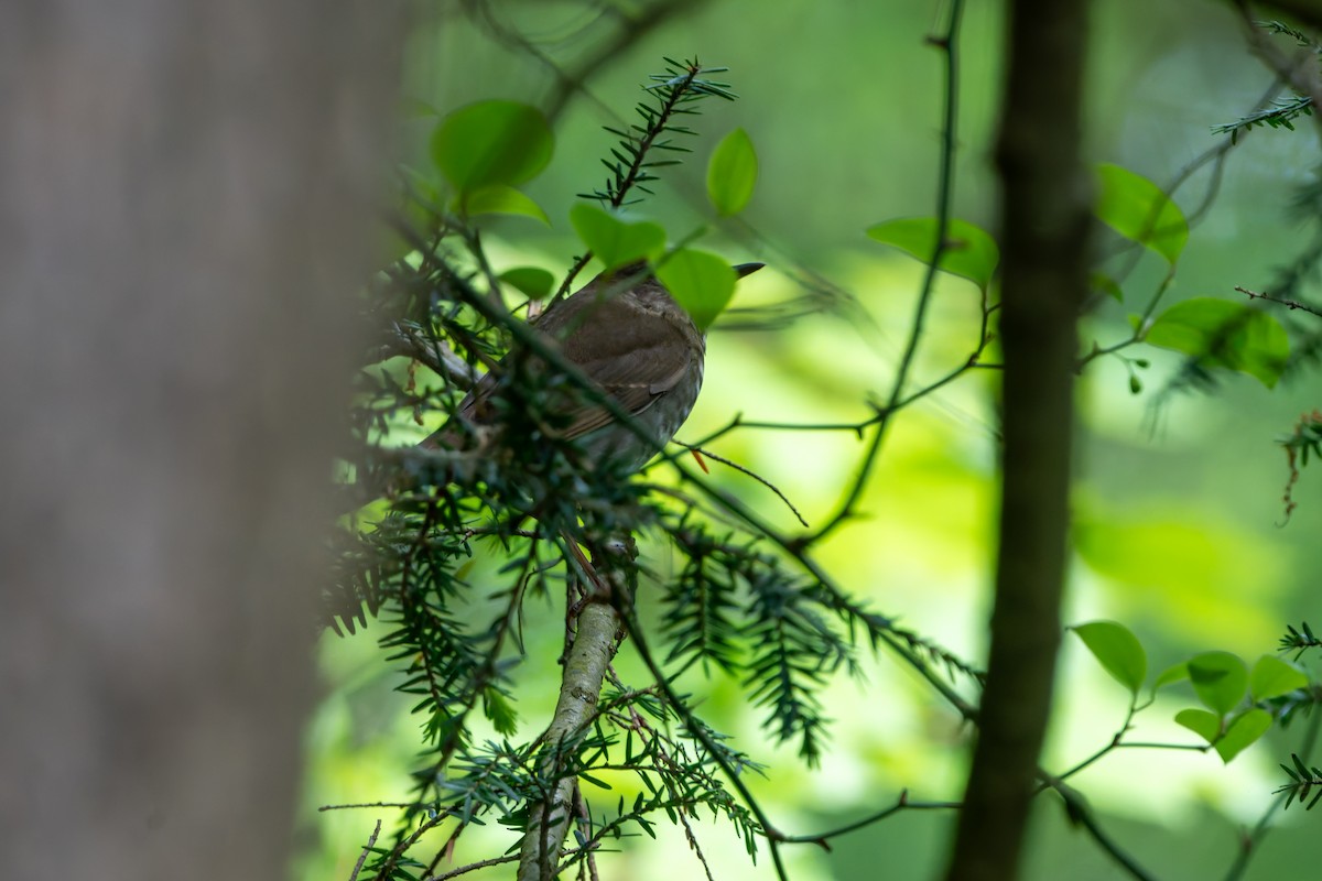 Bicknell's Thrush - ML619256733