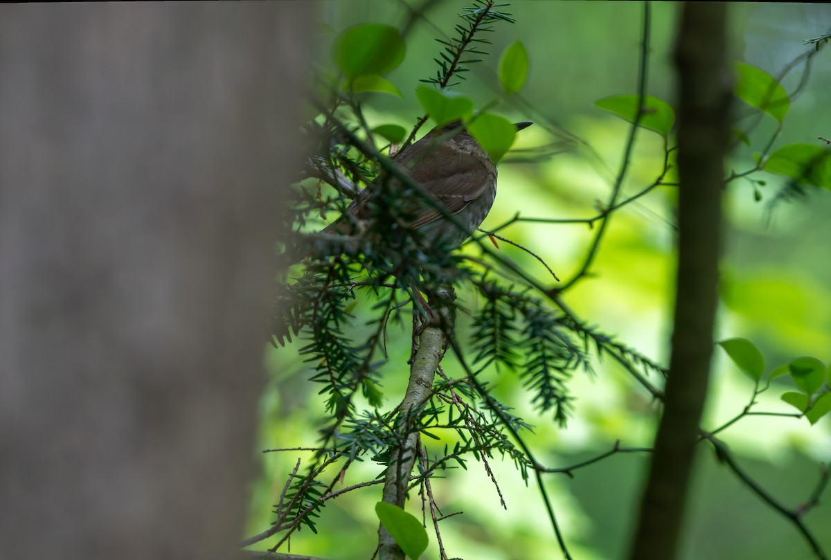 Bicknell's Thrush - ML619256734