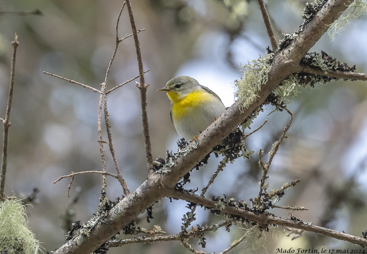 Northern Parula - madeleine fortin